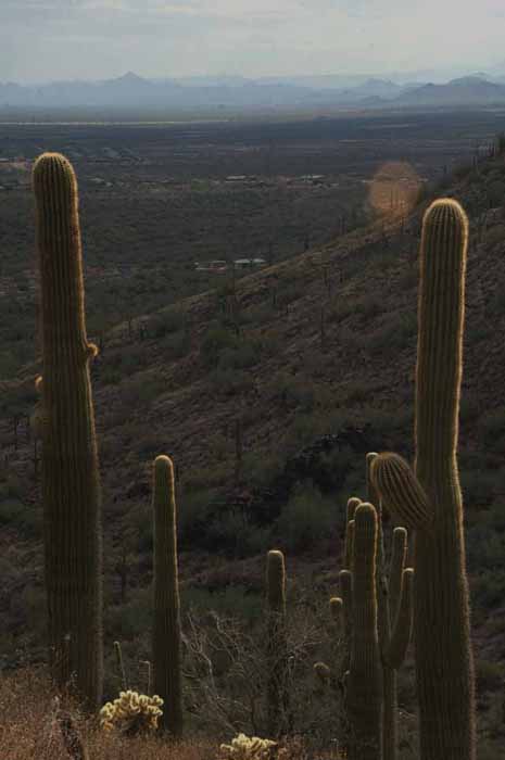 The Overton Go John Trail at Cave Creek Regional Park